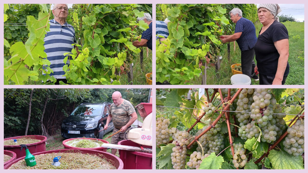 [FOTO] Rodna godina u vinogradu Bernarda Družinca Bene: 2,5 tone grožđa i 2.100 litara vina