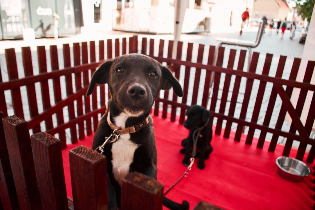 Edukativni program u Zagrebu povodom Međunarodnog dana životinja