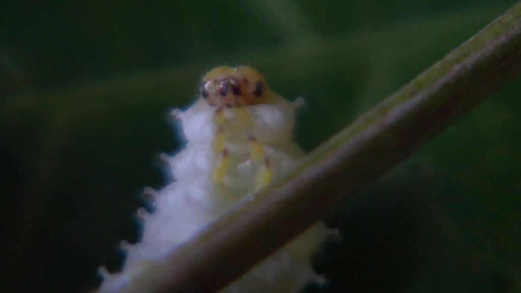 1 Ivana Papić Noćas Mi Se Nešto Svili Foto Ivana Papić