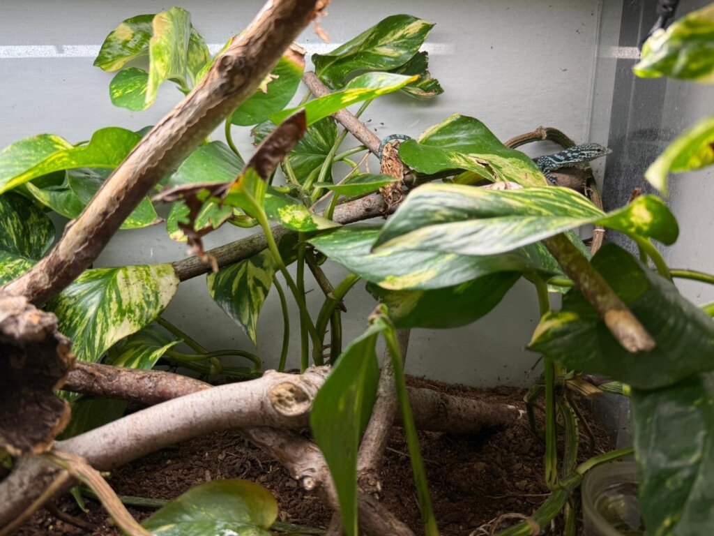 Zagrebački ZOO: Uspjeh u uzgoju ugrožene vrste, izlegla se dva plava varana