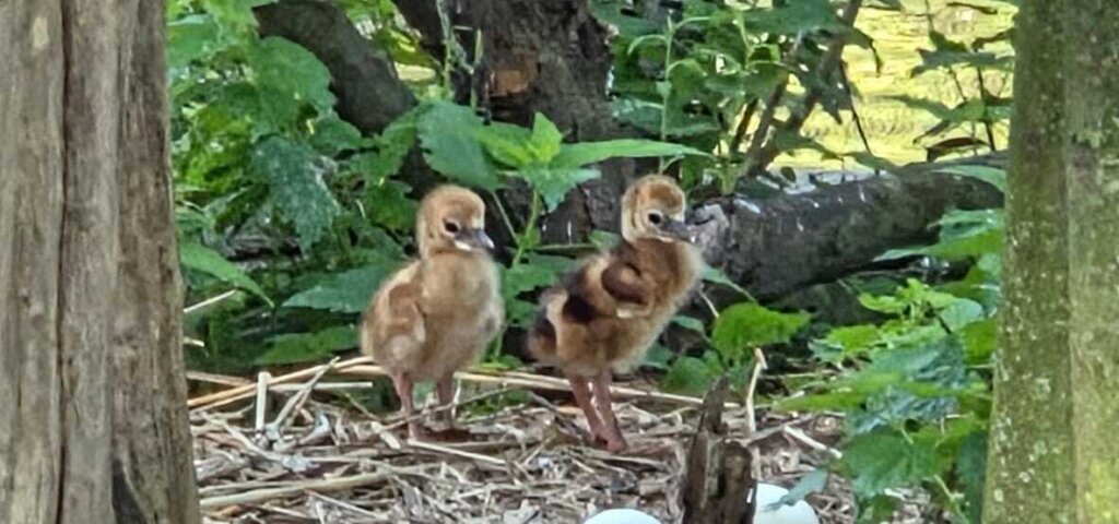 U Zoološkom vrtu Zagreb dva mlada krunata ždralova