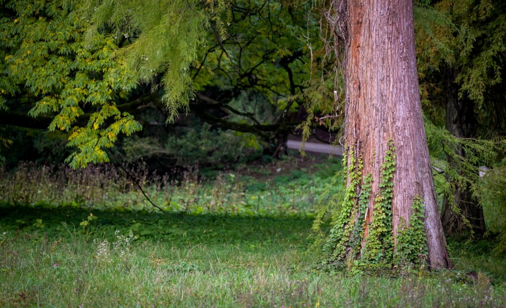 Arboretum Opeka Obilazak (1)