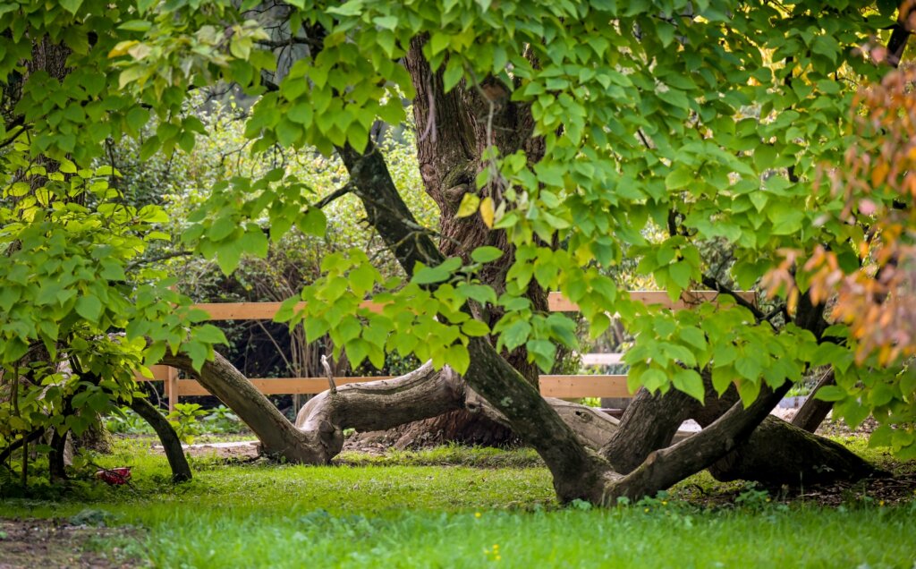 Arboretum Opeka Obilazak (11)