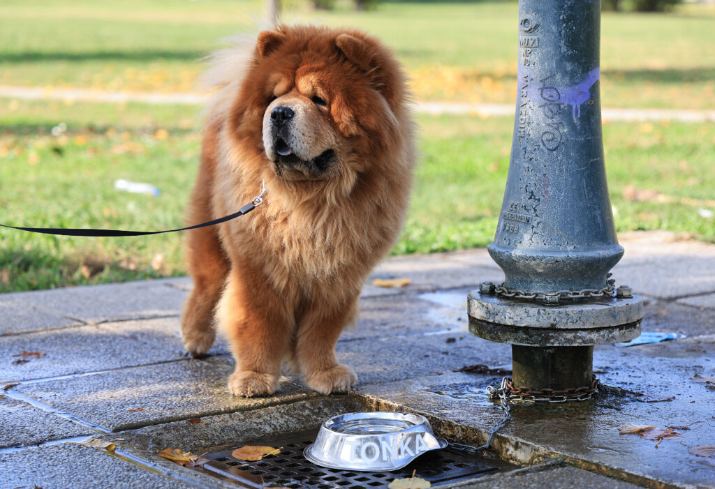 [VIDEO] Diljem Zagreba postavljene posudice za pse, svaka je nazvana po nečijem ljubimcu