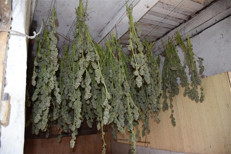 Policija uhitila 60-godišnjaka s plantažom marihuane i 20 kilograma droge