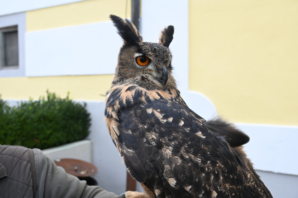 štruklijada Marija Gorica 2189 (36)