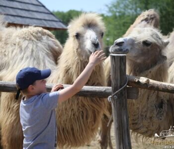 Unnamed File 1 350x300