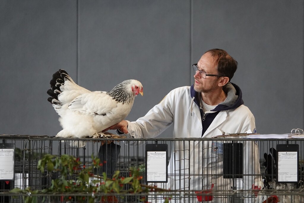 Ovaj vikend posjetite 7. klupsku izložbu Hrvatske patuljaste kokoši i 6. izložbu malih životinja u Đurđevcu