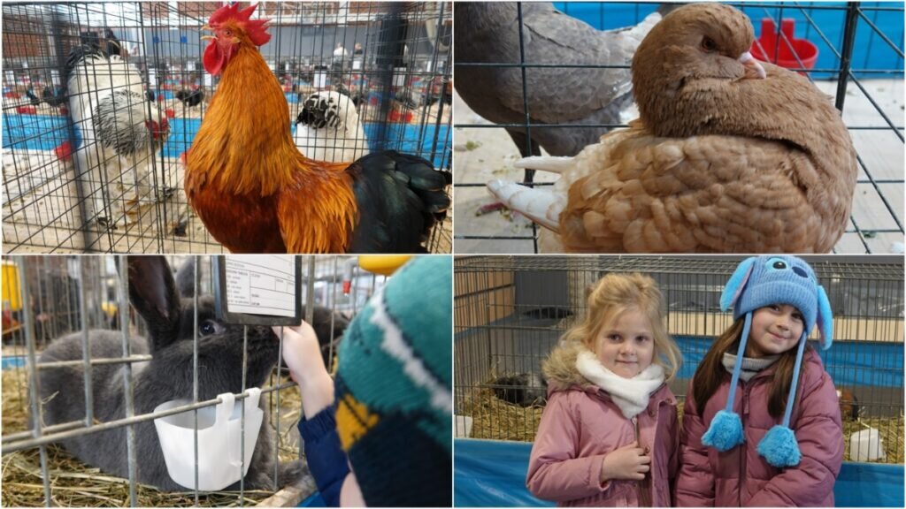 Više od 500 najljepših malih životinja na izložbi u Đurđevcu