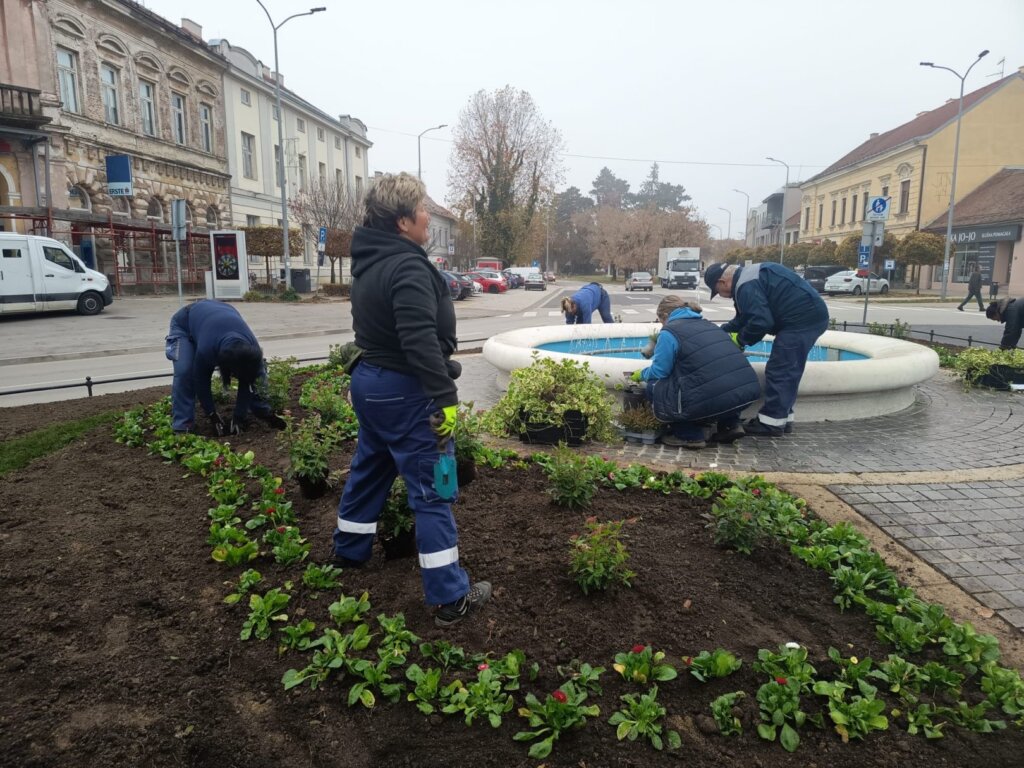 [FOTO] U tijeku je sadnja kod fontane na Zrinskom trgu u Koprivnici