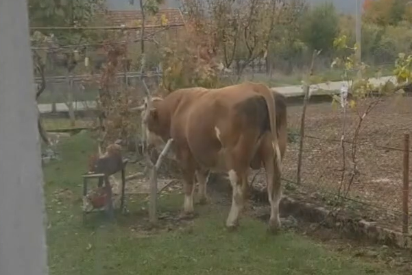 Prijatelji životinja: Umjesto da su ga zbrinuli, Miška su ubili jer su institucije zakazale