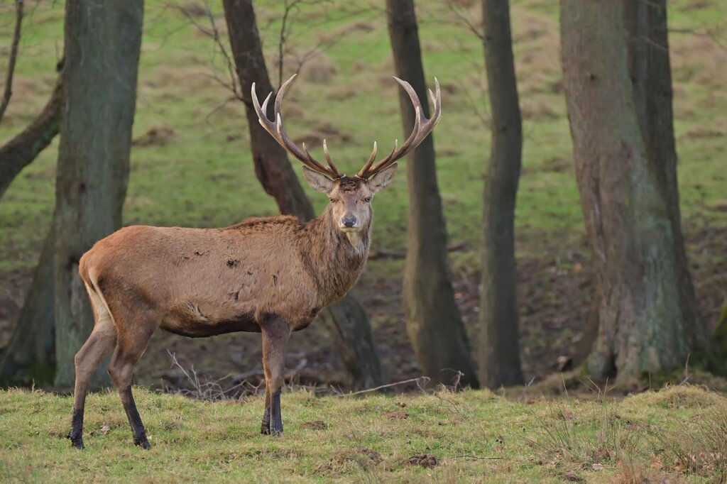 Netko je ubio dva jelena, policija traga za počiniteljem