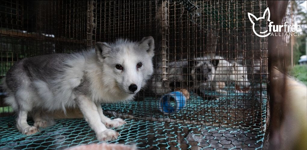 Još jedna članica EU-a zabranila uzgoj radi krzna