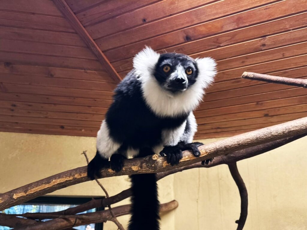 Lemur