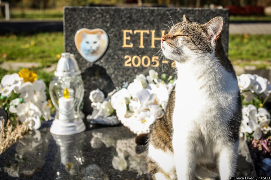 DIRLJIV PRIZOR Groblje kućnih ljubimaca obišao mačak