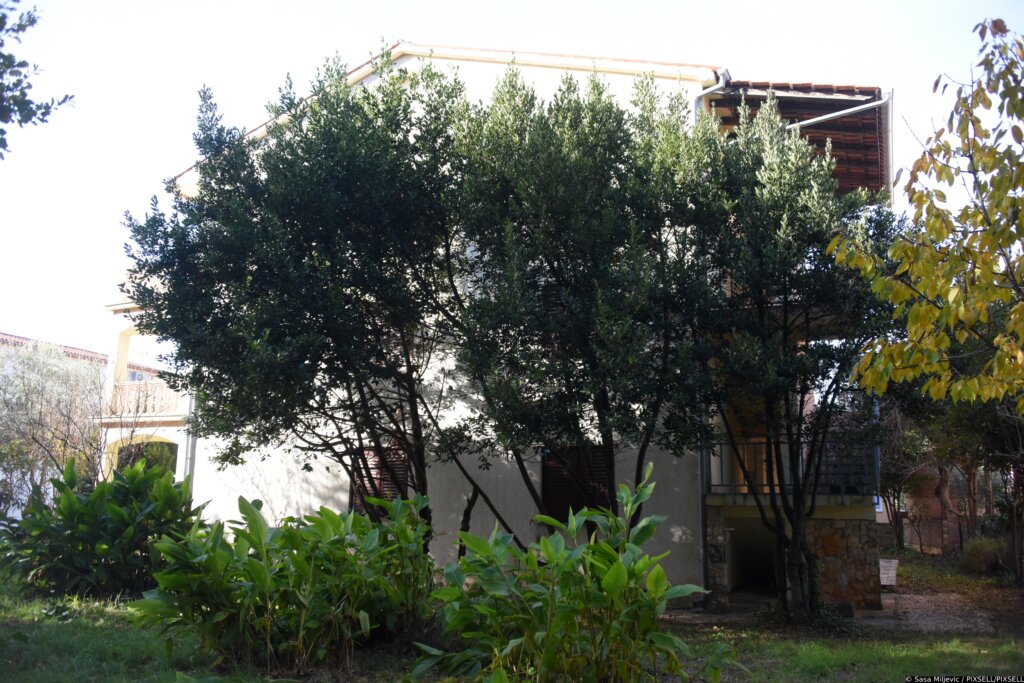 Sin usmrtio majku, pa sebi oduzeo život