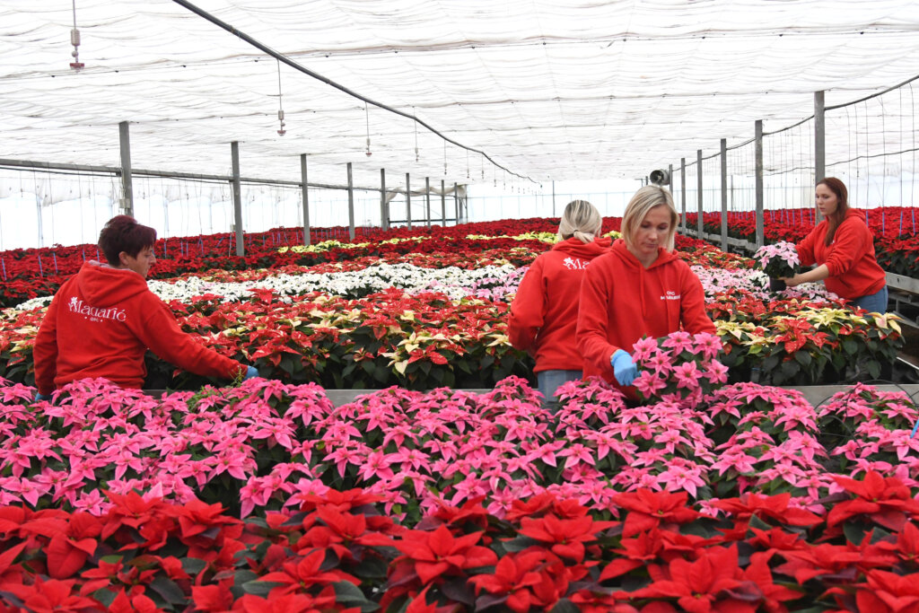 [VIDEO] OPG Mađarić isporučit će više od 20 tisuća tegli božićnih zvijezda