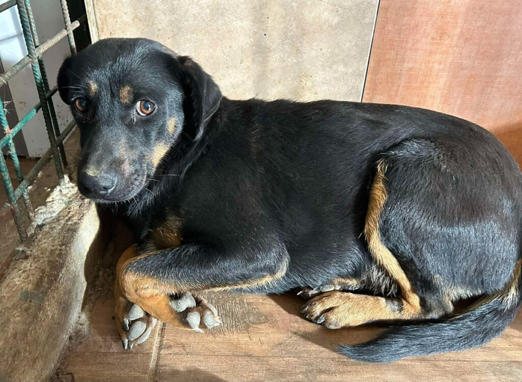 Iz romskog naselja u Međimurju u jednom danu izvučeno 37 pasa, Prijatelji životinja upozoravaju da je to državni problem