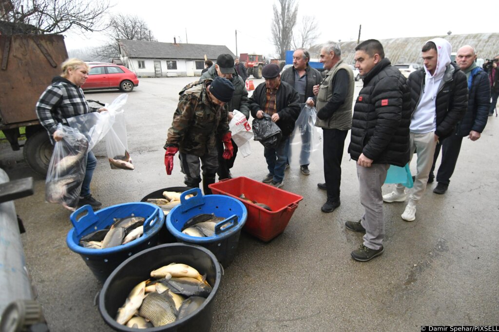 Siščani: Blagdanski Ulov I Prodaja Slatkovodne Ribe Na Ribnjaku Siščani