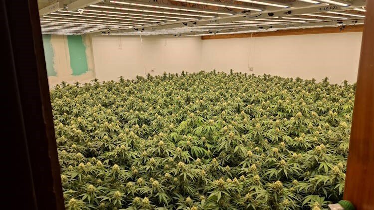 [VIDEO] Policija razotkrila improvizirani laboratorij s 200 zasađenih stabljika konoplje