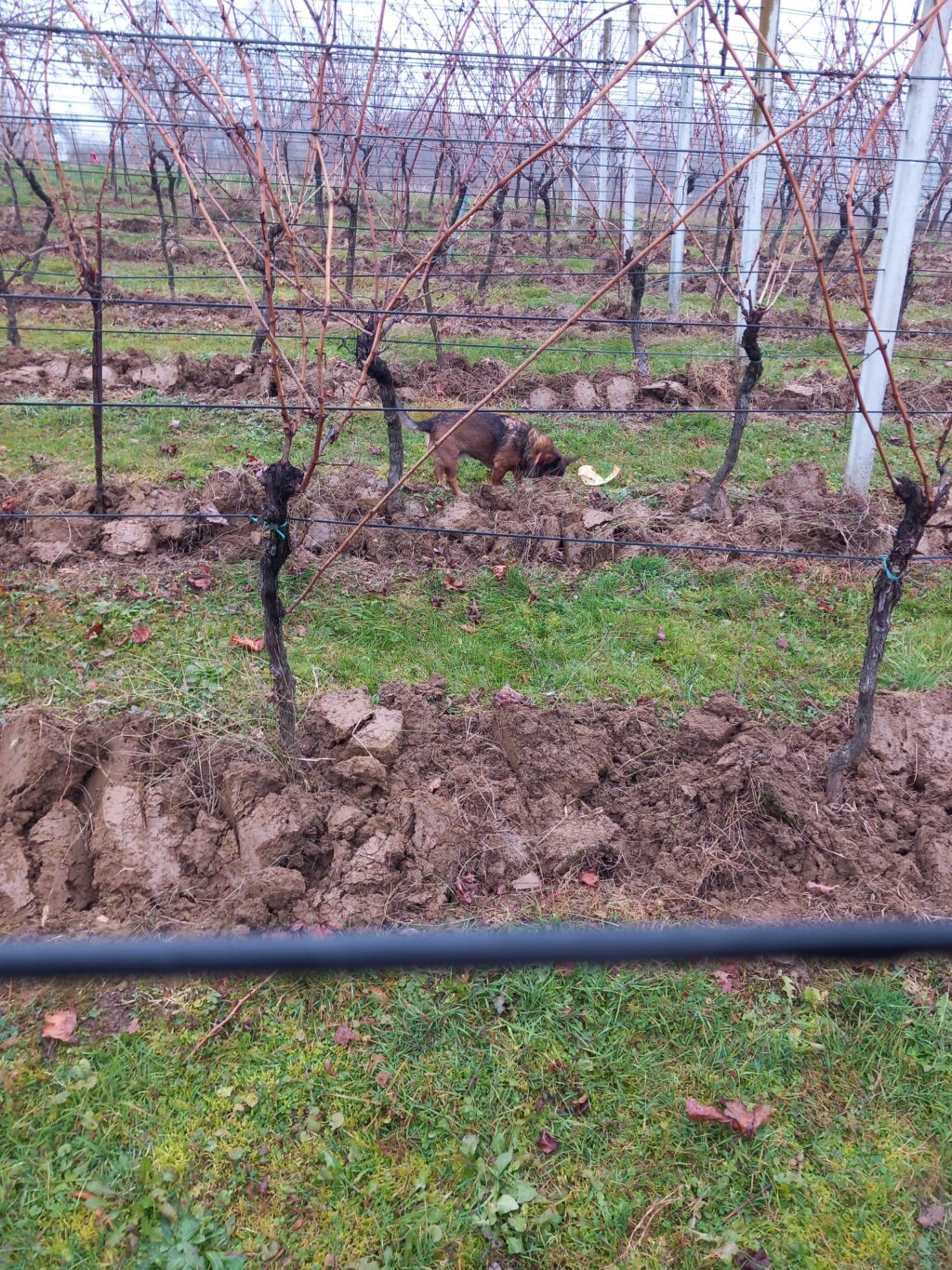 Whatsapp Slika 2025 12 04 U 09.31.33 55d2aeda