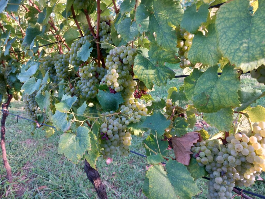 Whatsapp Slika 2025 12 04 U 09.31.33 5a402759