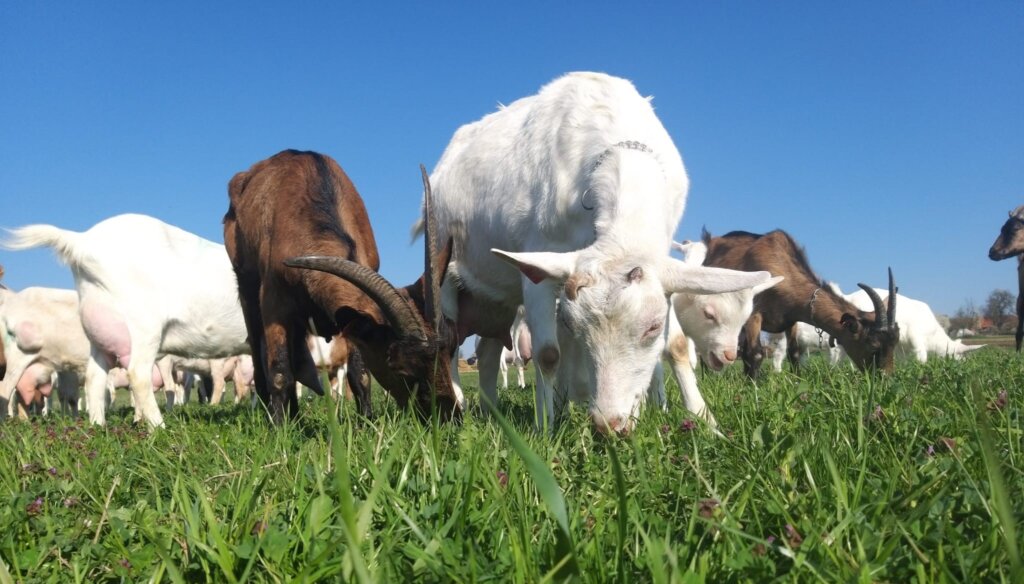 Whatsapp Slika 2025 12 11 U 15.15.21 1a133da0