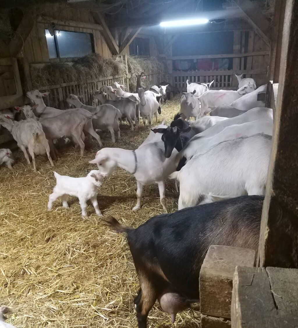 Whatsapp Slika 2025 12 11 U 15.15.22 8be246e9