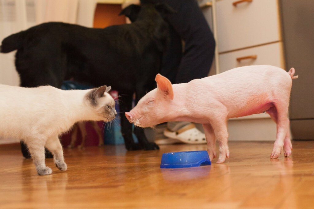 Prijatelji životinja najavljuju performans povodom Međunarodnog dana prava životinja
