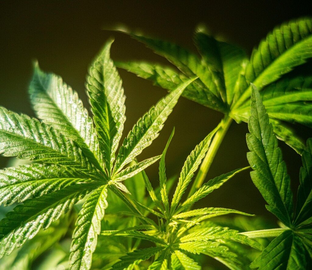 Određen istražni zatvor krijumčarima, preprodali su gotovo tonu marihuane