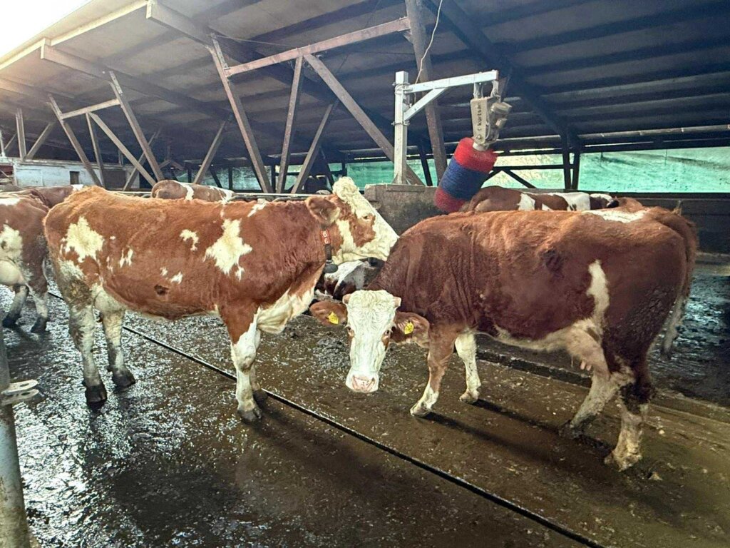 Damir Horvatić Opg (1)