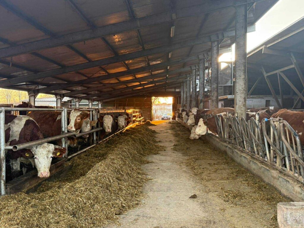 Damir Horvatić Opg (10)