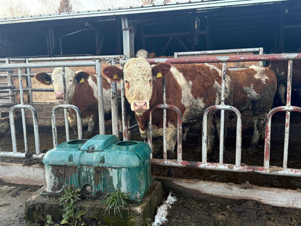 Damir Horvatić Opg (5)