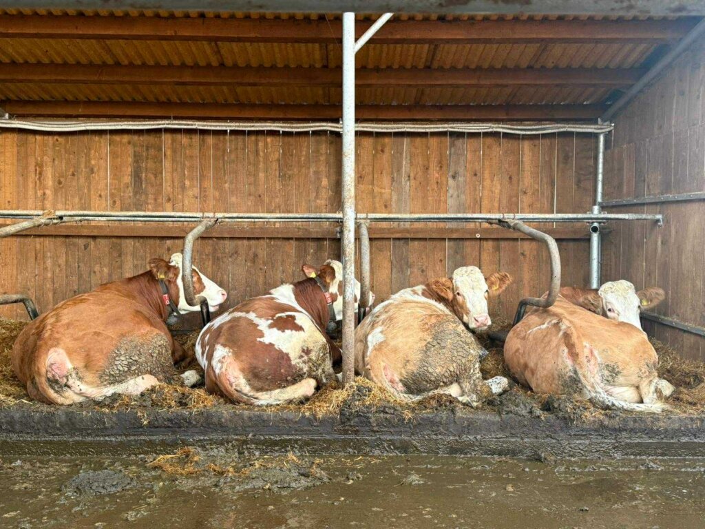 Damir Horvatić Opg (7)