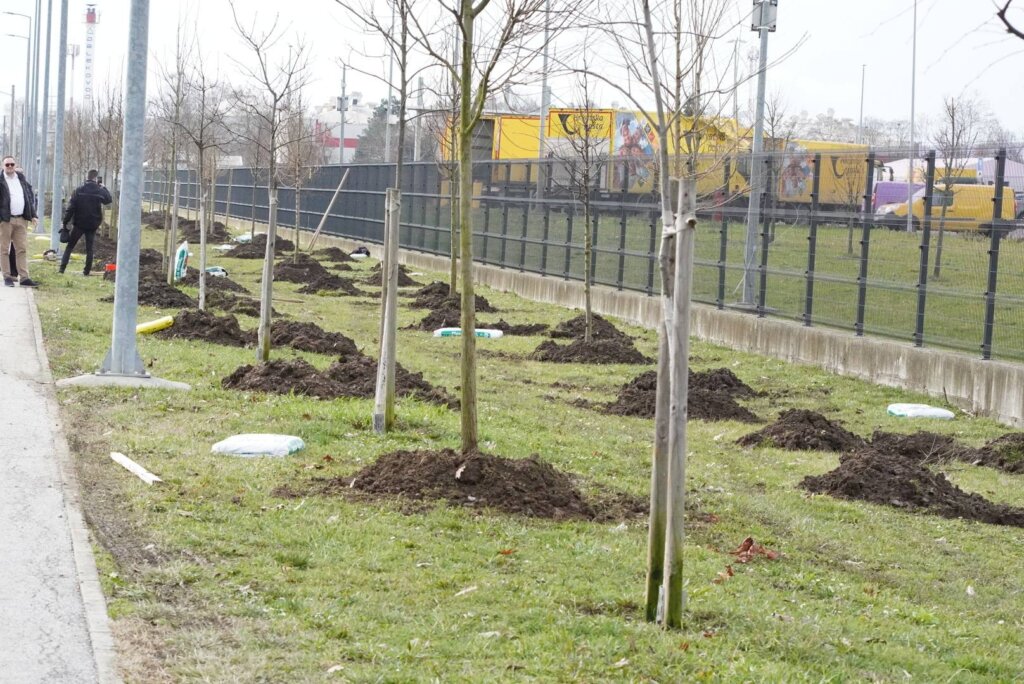 Sadnja Stabala Vukomericka Ulica