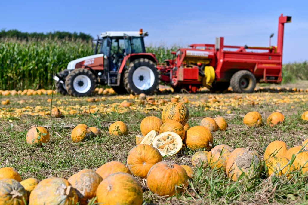 Ilustracija Polje Buce