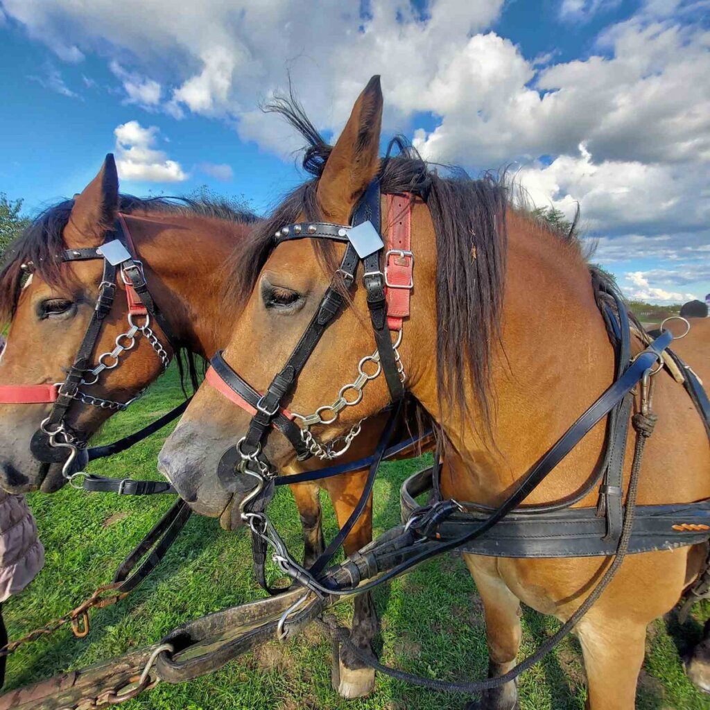 338973974 527717596215295 1336187968670949840 N