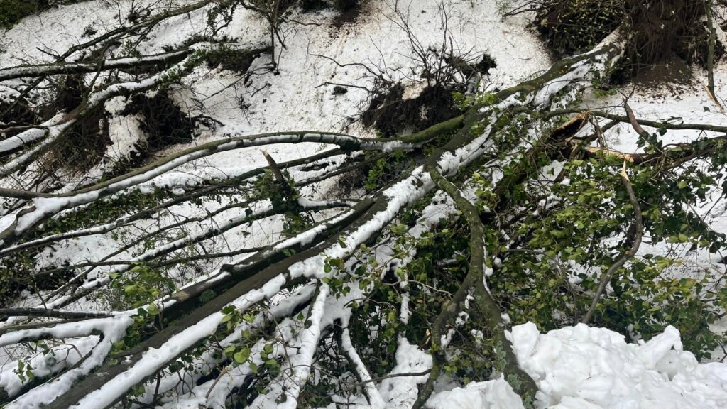 4c678c33 A3f8 4b3d 84bb 55e1a223ca9f