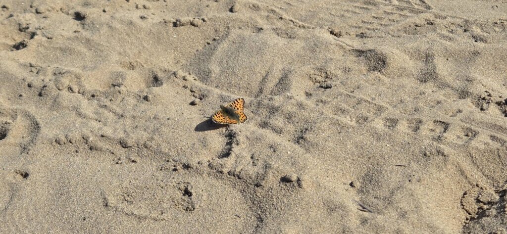 653954960 1239649398255358 9192529567855585775 N