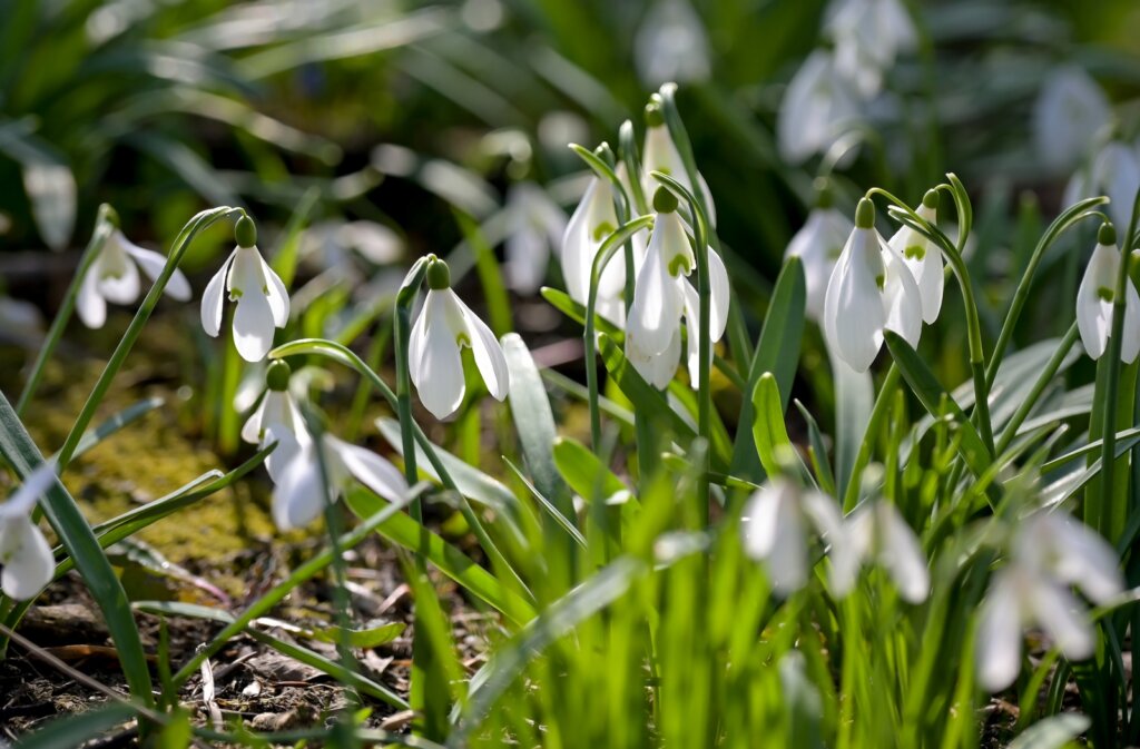 Ivanscica Park Prirode (13)