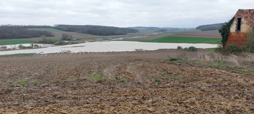 Povelić čvrstec Poplava (1)