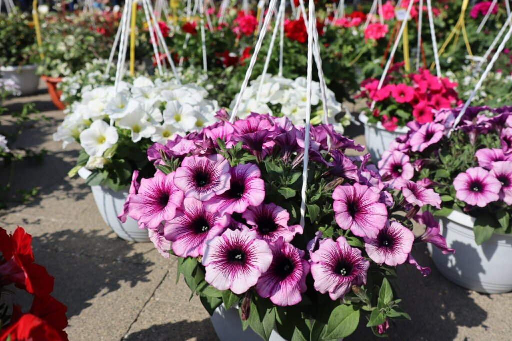 67490a65 6641 4429 8484 A49a1bf6981c