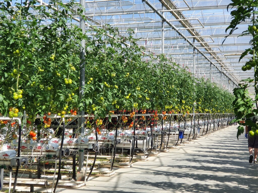 Podravka Agri Staklenik Mitrovac U Belju