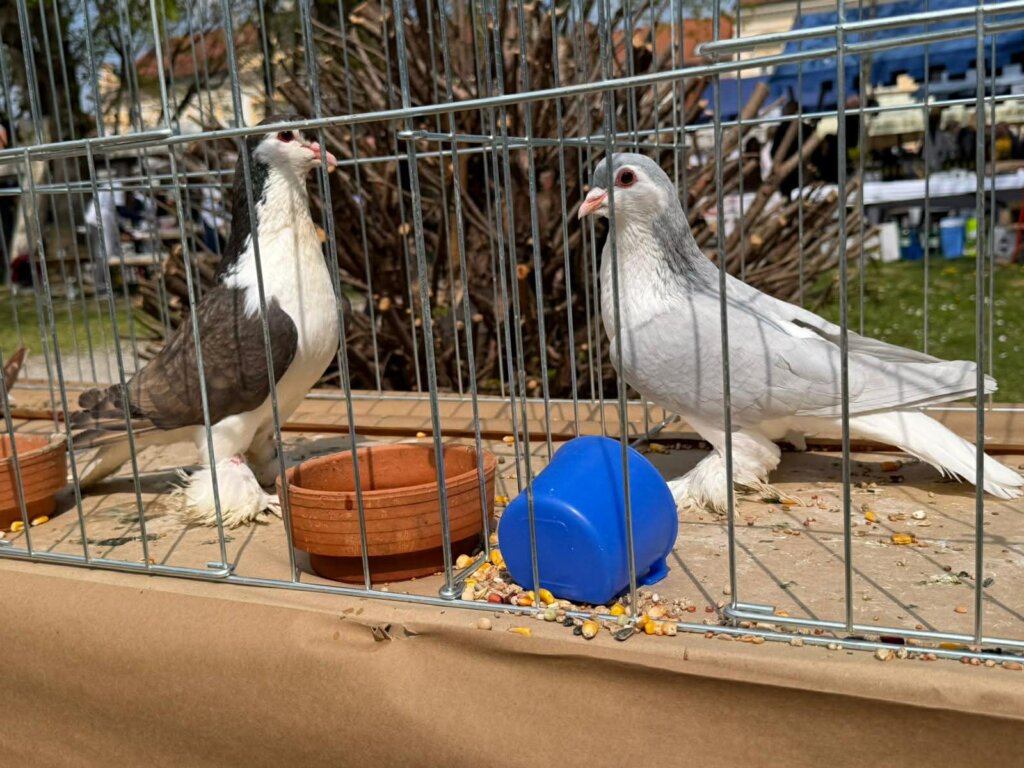 Tradicija Naših Starih Kc (24)