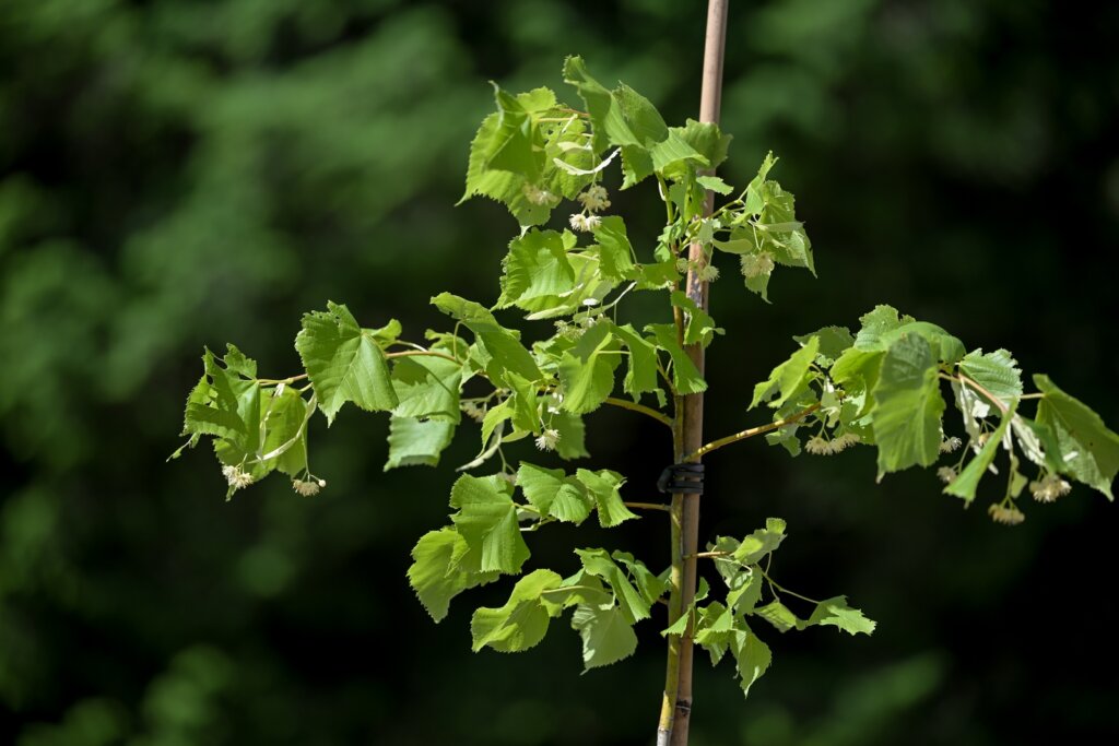 Arboretum Opeka Obilazak 20