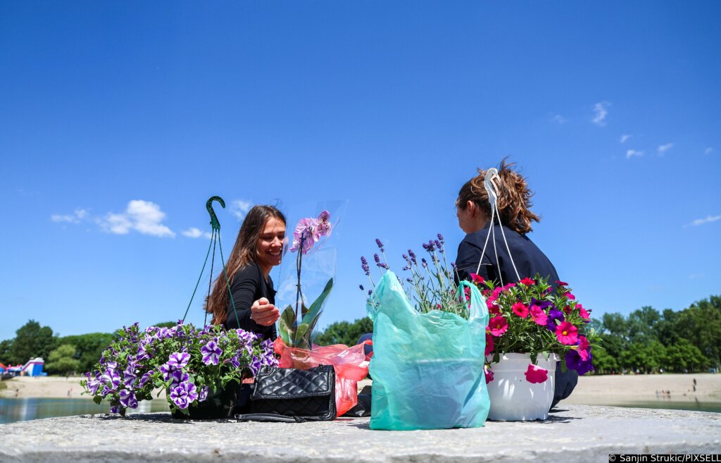 Zagreb: Sunce Obasjalo Flora Art