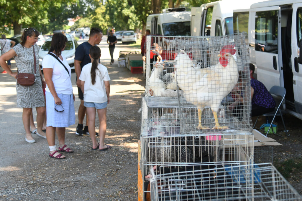 Koprivnica: Popularni Buvljak Zbog Toplotnog Vala Ipak Je Imao Nešto Manje Prodavača I Kupaca
