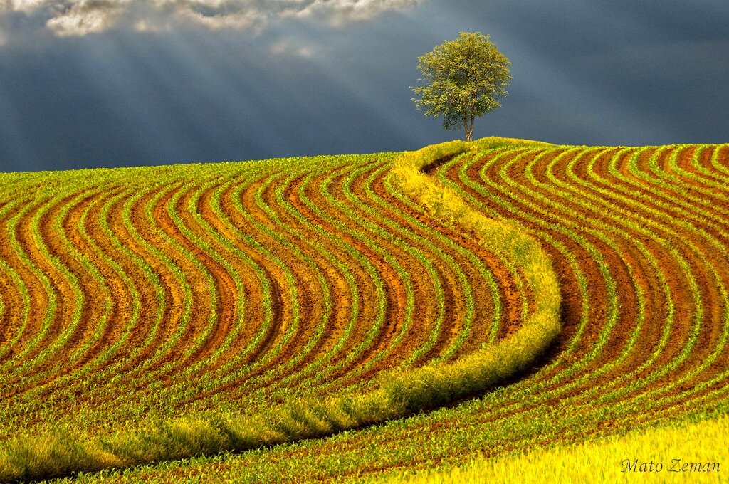 Rays Of Spring