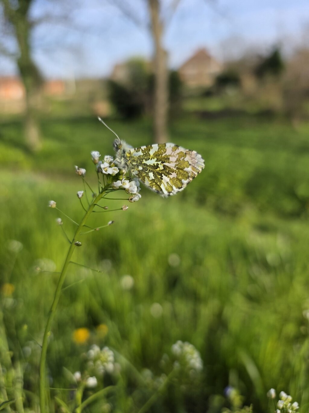 Fruk 1 2 rotated