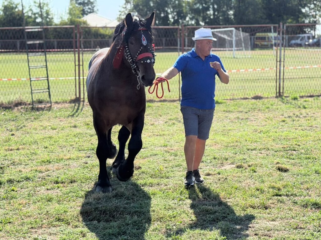 Državna izložba konja kloštar 2026 09 05 11 01 36 (42)